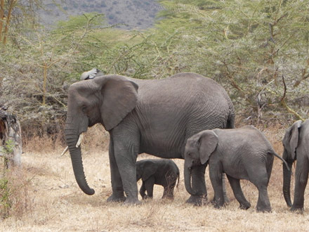 Vrienden van de Olifant en STEP