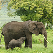 De wildernis van Afrika