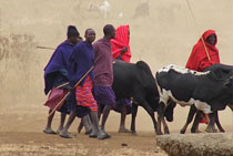 Ngorongoro Crater - Masaai