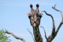 Lake Manyara NP