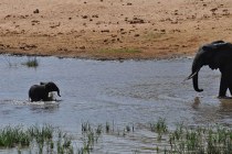 Tarangire NP, olifantenpark