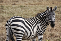 Hells gate NP- zebra