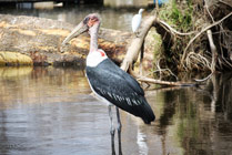 Lake Navaisha- maraboe