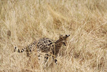 serval cat