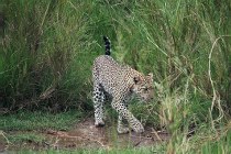 Masaai Mara Reserve, luipaard