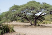 Serengeti NP ,paraplu accacia