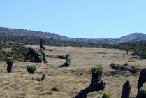 Kilimanjaro Lobeliaveld