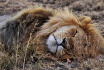 Serengeti NP