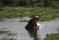 Ngorongoro Crater