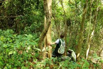 Rangers Gombe Stream NP