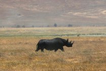 Ngorongoro Crater