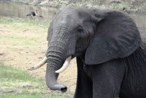 Lake Manyara NP