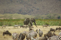 Ngorongoro crater