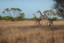 Saadani NP