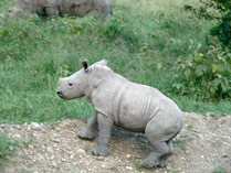 Jonge neushoorn Lake Nakuru NP, Kenia