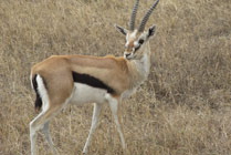 Thomsongazelle