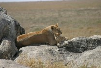 Serengeti NP