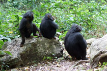 Chimpansees 