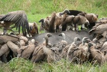 Katavi NP
