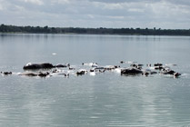 Selous NP- Nijlpaarden