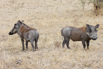 Selous NP- Wrattenzwijntjes