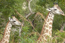 Giraffe