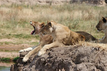 Ruaha NP, leeuwen aan de rivier