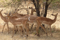 Selous NP